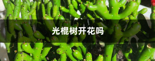 光棍樹能開花嗎