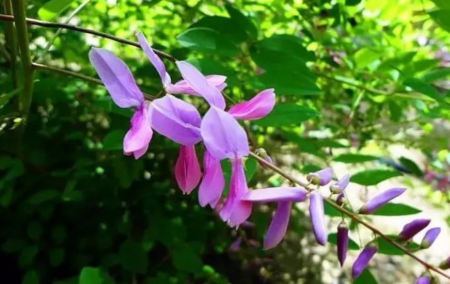 花木蘭?花木藍?有什麼區別