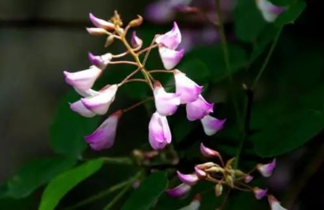 花木蘭?花木藍?有什麼區別