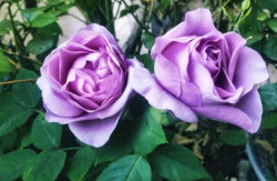 <strong> 三十款紫色月季花都有什麼品種嗎</strong>