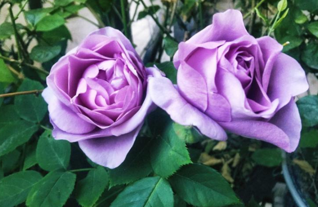  三十款紫色月季花都有什麼品種嗎