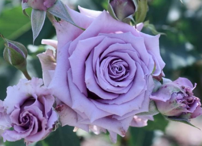  三十款紫色月季花都有什麼品種嗎