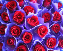 <strong>520不同顏色的鮮花玫瑰有什麼不同含義嗎</strong>