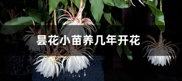 曇花施肥用什麼肥料!