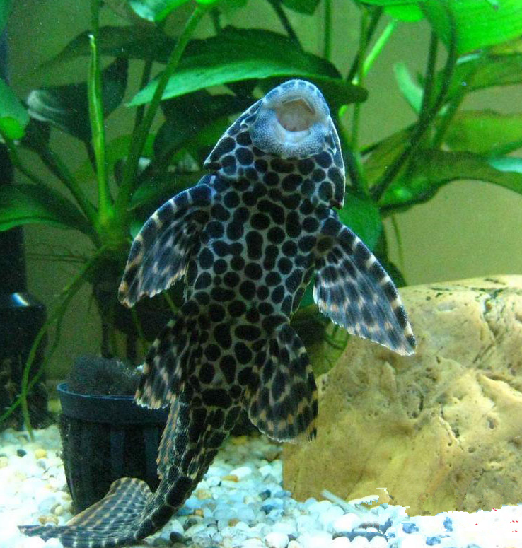 清道夫魚為什麼沒有人吃還招人討厭?