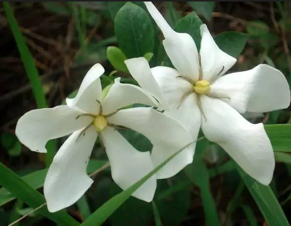 梔子花的花語是什麼?它的象征寓意是什麼?