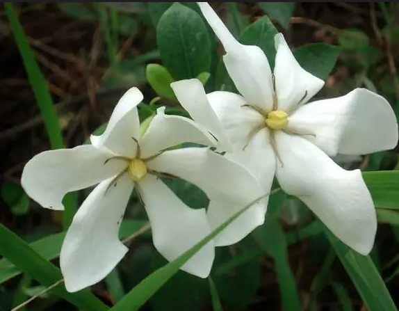 梔子花的花語是什麼？它的象征寓意是什麼？