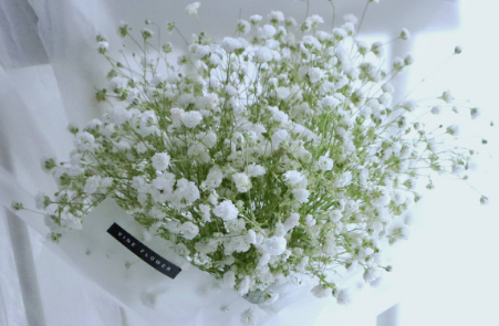 滿天星有幾種顏色?它們各自的花語什麼?