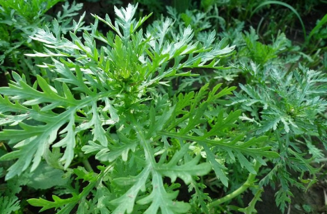 這十種適合在秋天種的蔬菜,你認識幾種?