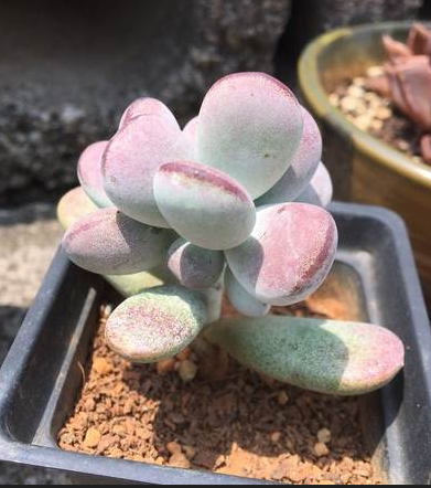 養多肉的小白,這5款入門級的普貨品種值得一看