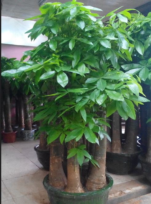 發財樹能水培養嗎,它的好處是什麼?