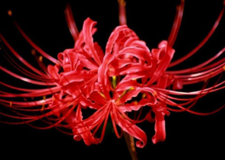 鬼花是什麼花?它們都有什麼傳說?