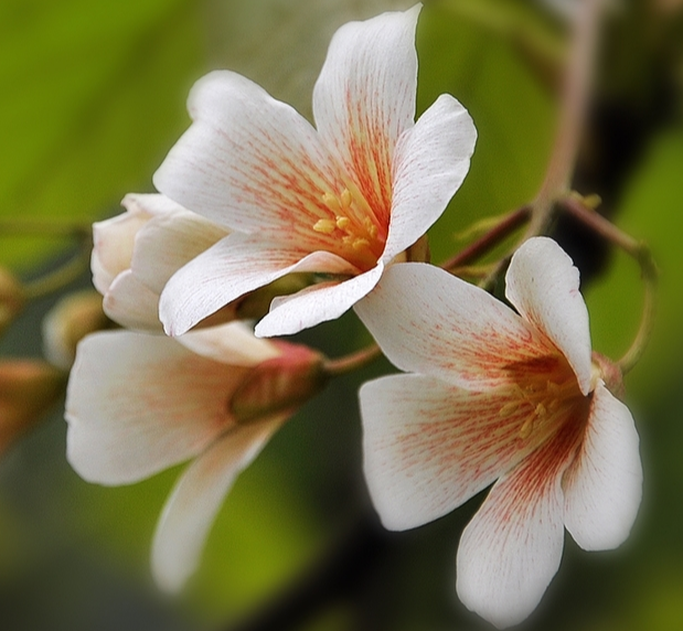 油桐花的花語和寓意是什麼?