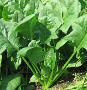 菠菜高產的種植方法