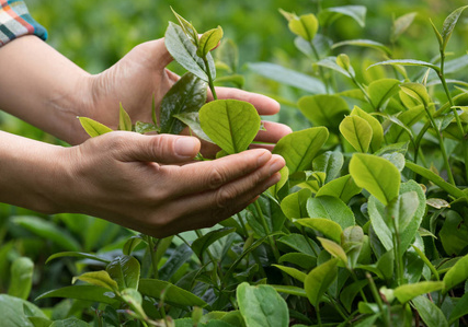 種植茶葉的土壤條件
