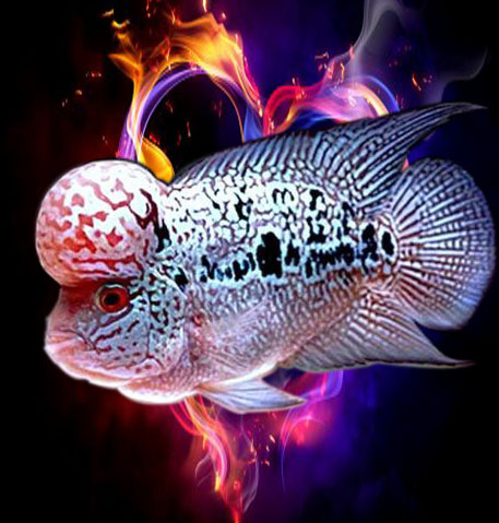 帝王金花羅漢魚難養嗎?飼養的時候應該注意什麼?