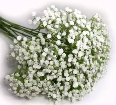 好朋友過生日送什麼花?朋友生日能送的花?