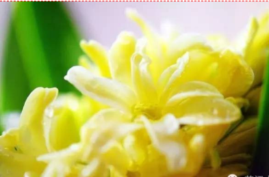 好朋友過生日送什麼花?朋友生日能送的花?