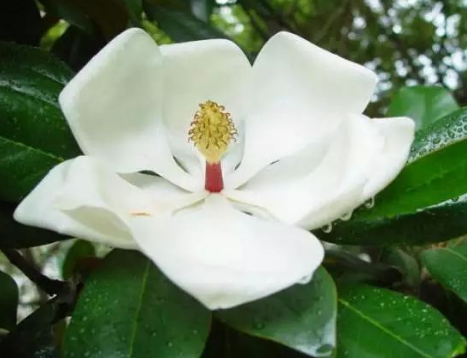 到底是什麼神仙花兒敢叫荷花玉蘭?