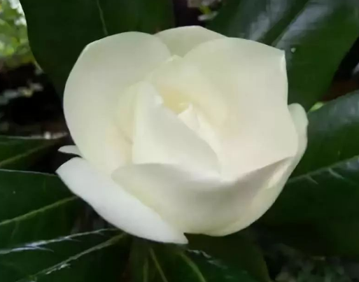 到底是什麼神仙花兒敢叫荷花玉蘭?