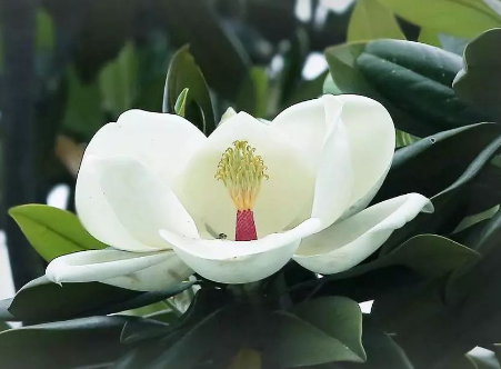 到底是什麼神仙花兒敢叫荷花玉蘭?