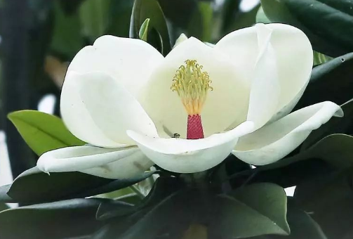 到底是什麼神仙花兒敢叫荷花玉蘭?