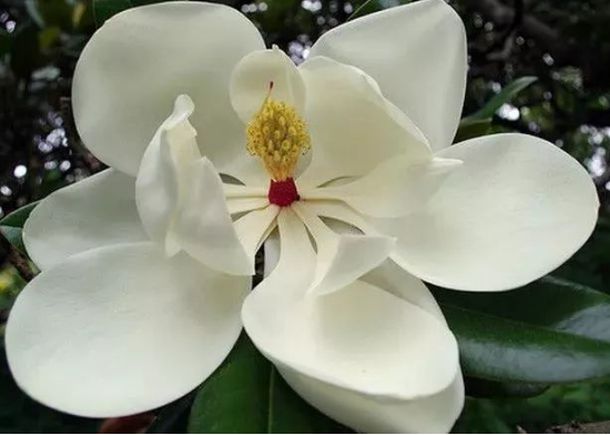 到底是什麼神仙花兒敢叫荷花玉蘭?