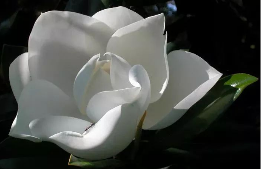 到底是什麼神仙花兒敢叫荷花玉蘭?