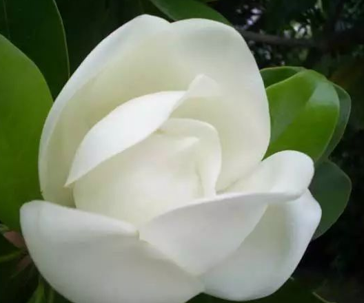 到底是什麼神仙花兒敢叫荷花玉蘭?