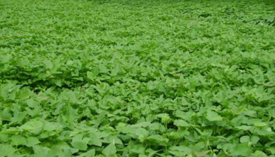 芒種後可以種什麼菜?