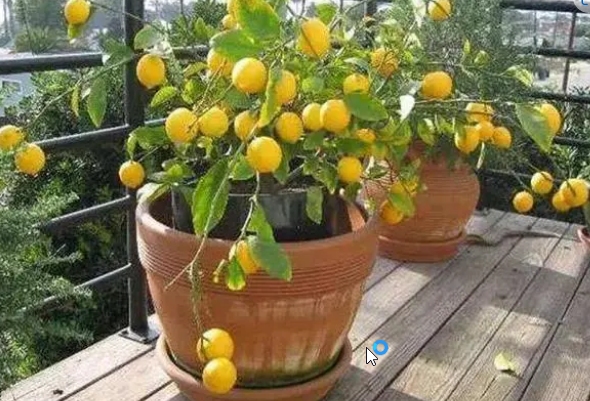 家庭如何種植檸檬？
