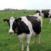 <strong>給奶牛濫用抗生素有哪些不良影響？</strong>