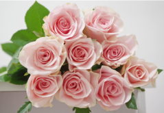 <strong>粉玫瑰的4個花語，都是美好與愛意，適合送給少女</strong>