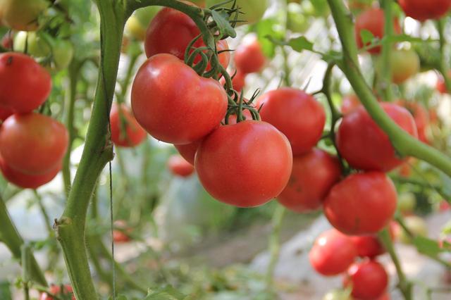 溫室番茄滴灌設備如何選用