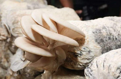 蘑菇怎麼繁殖