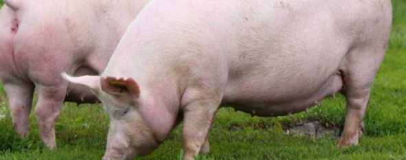 衛可對非洲豬瘟有效嗎，過氧乙酸能殺死非洲豬瘟嗎