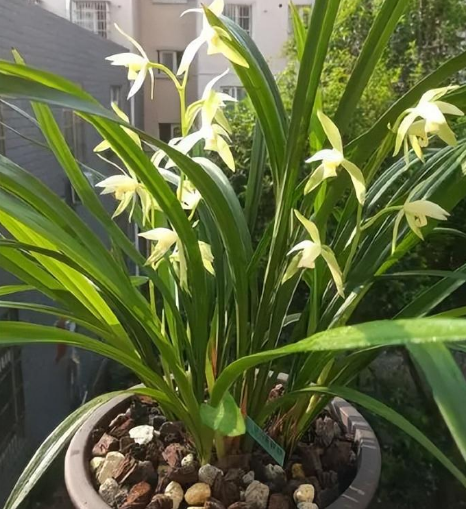 漂亮卻難養的花卉有哪些?