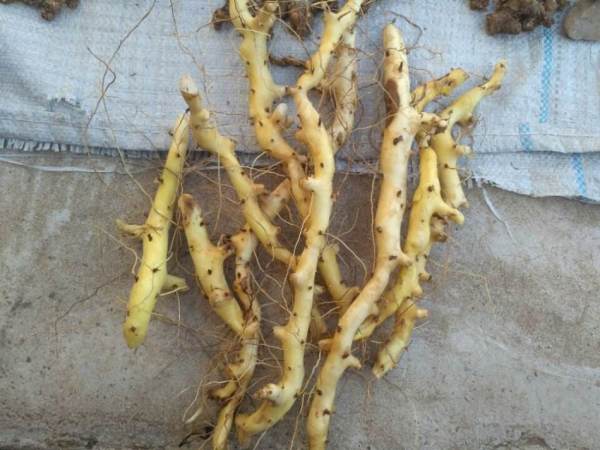 穿山龍是什麼?有什麼功效?