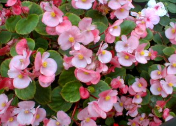 怎麼讓四季秋海棠四季開花