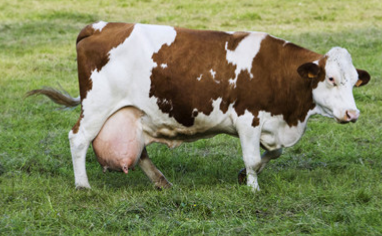 母牛產後拉稀的原因和治療方法