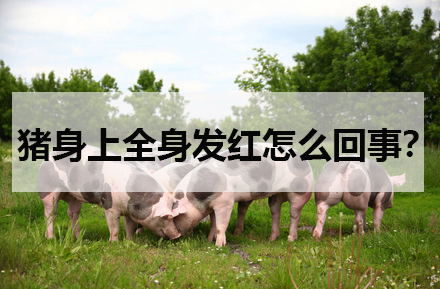 豬身上全身發紅怎麼回事?