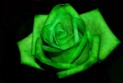 <strong>綠玫瑰的花語是什麼,我們的愛情永不老去</strong>
