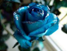 <strong>碎冰藍玫瑰的花語是什麼？</strong>