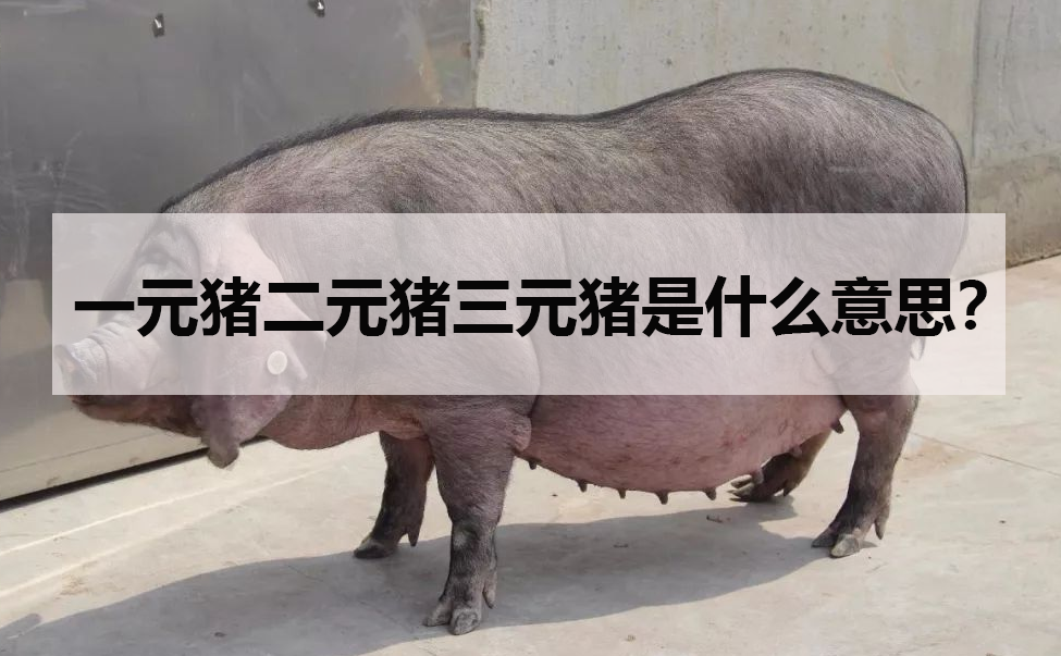 一元豬二元豬三元豬是什麼意思?