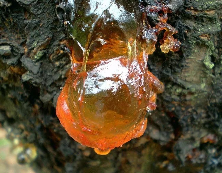 桃樹流膠是什麼原因?怎麼防治?