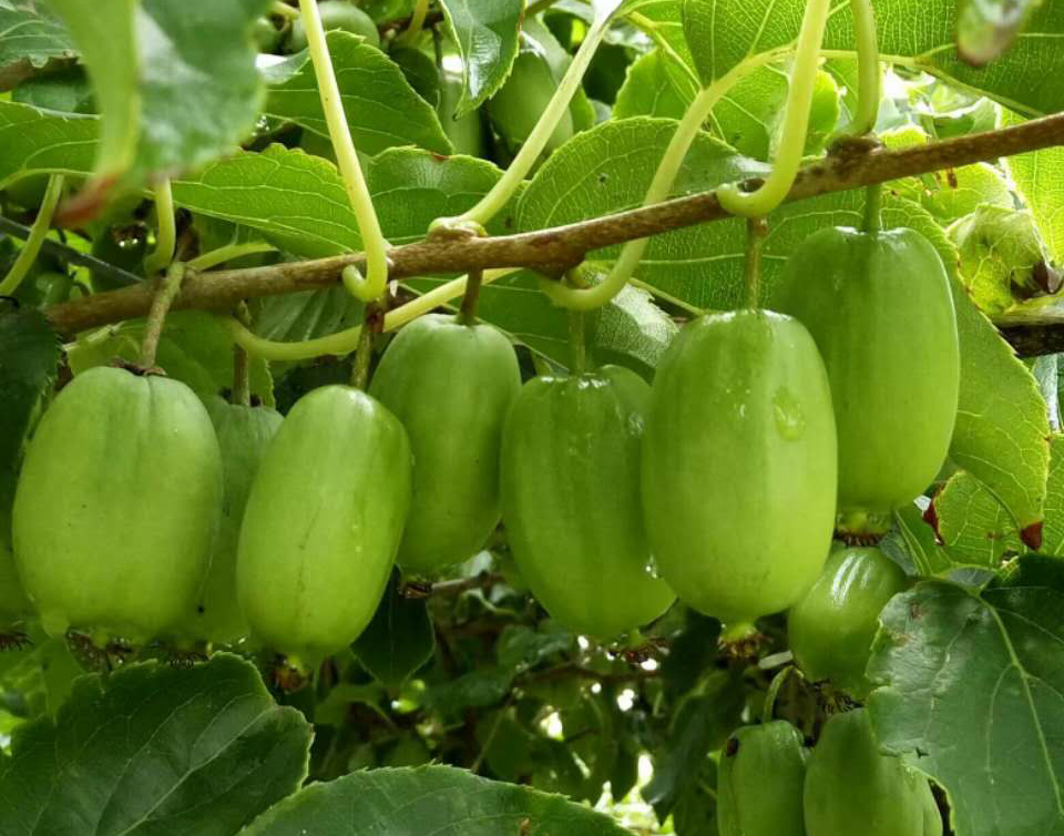 軟棗獼猴桃有為什麼被稱作“百果之王”？