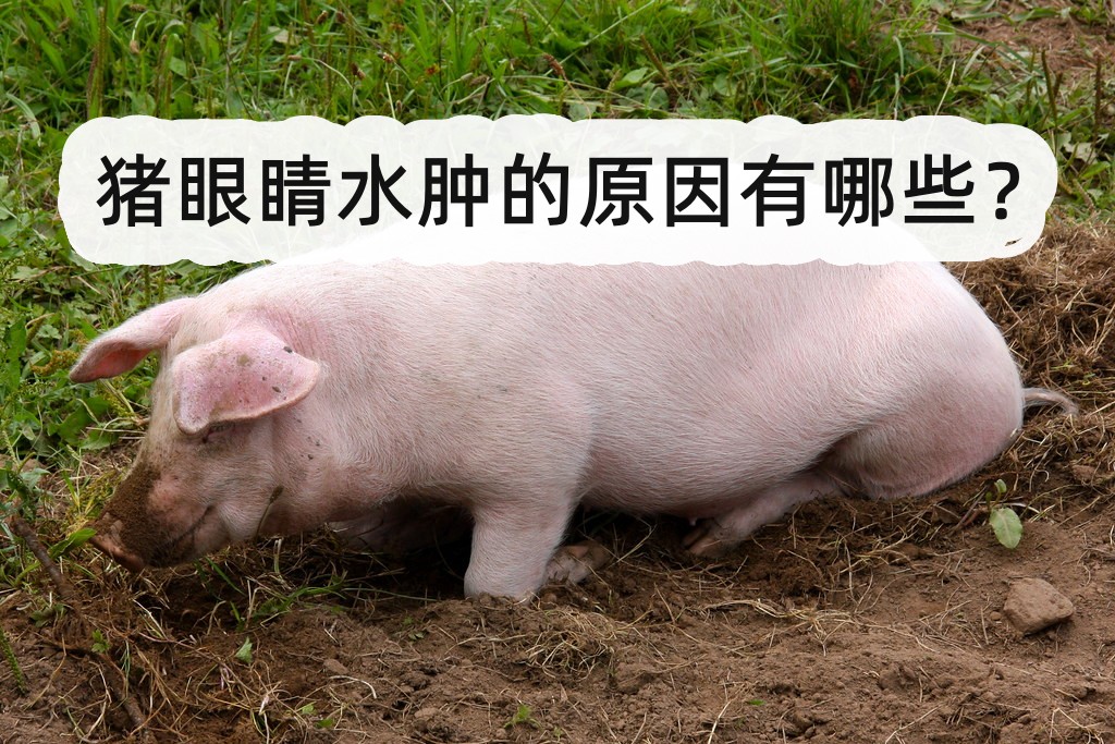 豬眼睛水腫的原因有哪些?