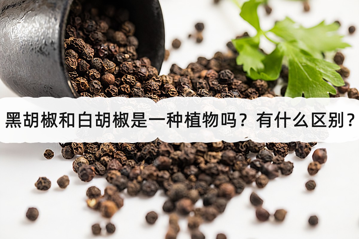 黑胡椒和白胡椒是一種植物嗎?有什麼區別?