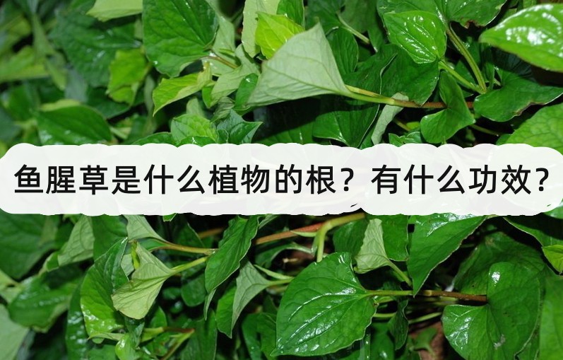 魚腥草是什麼植物的根?有什麼功效?