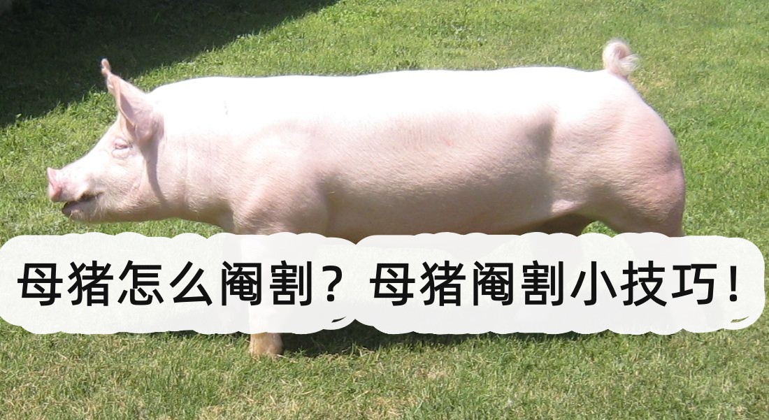 母豬怎麼閹割?母豬閹割小技巧!